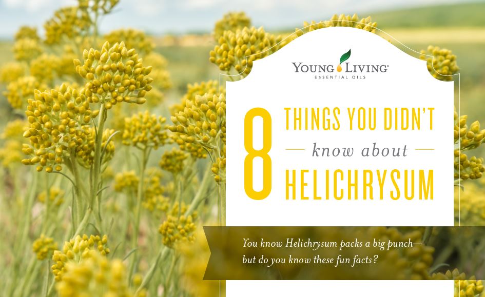 8 things you didn’t know about Helichrysum