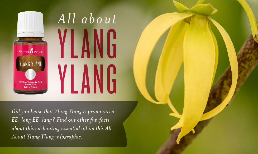 All About Ylang Ylang